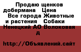 Продаю щенков добермана › Цена ­ 45 000 - Все города Животные и растения » Собаки   . Ненецкий АО,Волоковая д.